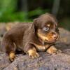 TUFF - Male Chocolate & Tan Mini Dachshund