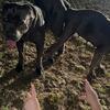 MASSIVE CANE CORSO STUD 