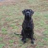 AKC English Mastiff Male 24 months old (Professionally Trained)