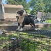 Black and White Tri Male Pocket Bully (Louis V line, Garden State Bullies line)