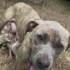 Free XL American bully