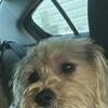 female yorkie
