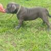 Pocket American Bully looking for a new Home