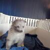 Pomeranian puppies 1 female 2 boys