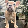 French bulldog -frenchie -female