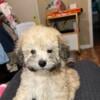 Maltichon/ Havanese puppies