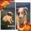 Bonnie a gorgeous bi blue female