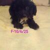 Maltipoos or Dachshunds -Caldwell Tx $150--$600