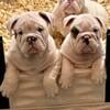 English Bulldog pups, AKC