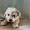 AKC Great Pyrenees puppies for sale!