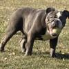 English Bulldog female