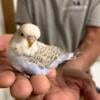 English Budgie Baby