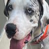 Great Dane Rehoming