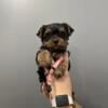 Yorkie puppies lawrenceburg ky