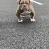 Lilac Exotic Bully Pup