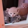 Kittens for a good home