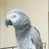 African Grey Parrot for Adoption