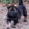 AKC Champion working line German Shepherds
