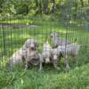 Adorable litter of weimaraners available