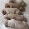 Miniature dachshunds