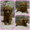 Adorable Toy Poodle puppies