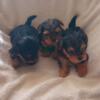 Yorkie puppies for sale