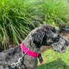 AKC Merle Great Dane Rehome