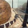 California Kingsnakes