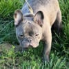 16 MONTH AKC FRENCH BULLDOG FEMALE