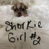 Sweet little female shorkie