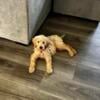 Female F1B Goldendoodle 