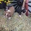 Purebred Boston Terrier puppies