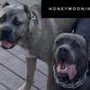 Cane Corso Puppies (Ready for under the tree 2023)