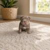 American pocket bully pups
