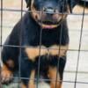 10 week old akc Rottweiler female