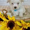 Maltese Puppies CKC Registered
