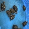 Clown faced Redfoot tortoise babies 1-3 years old