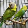 Plum Head Parakeets Available