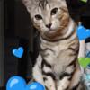 Bengal purebred -young $200