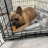 Male full breed frenchie