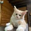 Pedigree Maine Coons kittens official cattery mainecoon