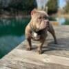 American bully breeding female