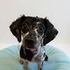 Mini / Toy Merle Poodle male