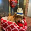 Purebred AKC Golden Retriever Puppy for Sale - Ready to Pick up Now - White Collar