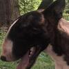 Bullterrier stud Mongo