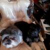 4 male's designer breed need forever homes