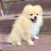 CKC Pomeranian: OLIVER