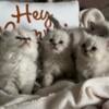 Ragdoll Kittens 