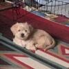 Shih Tzu / Poodle puppies