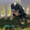 AKC Bernese Mt Dog Puppies